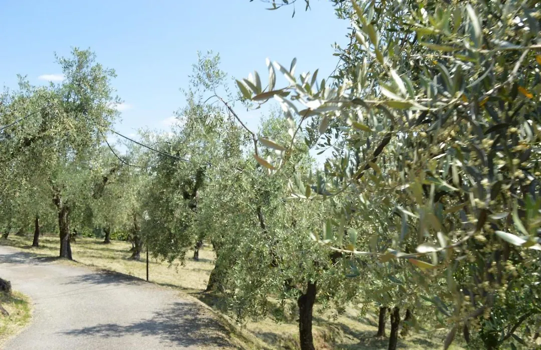 Il Podere di Tacito-1