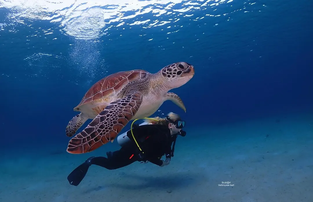 Chogogo Dive & Beach Resort Bonaire-1