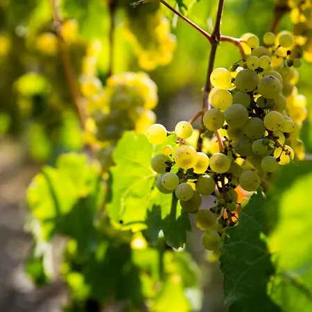 Gaestehaus-Weingut Loersch-3