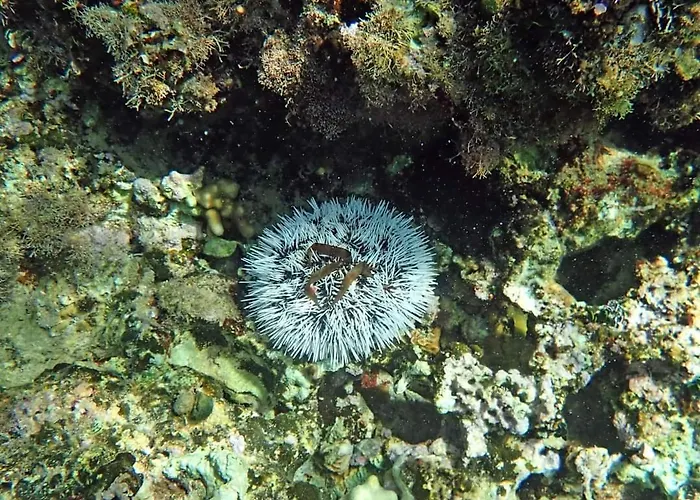 Solazul