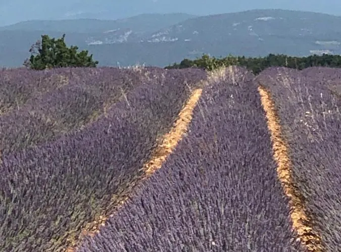 Hôtel accueillant les animaux: Provence Luberon Bonnieux location gite chez Marcelle