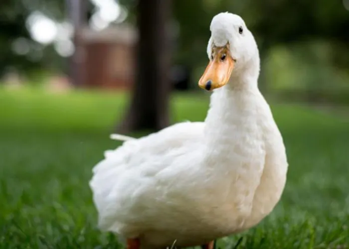 Hotel que aceita animais de estimação: Pousada Recanto das Aves