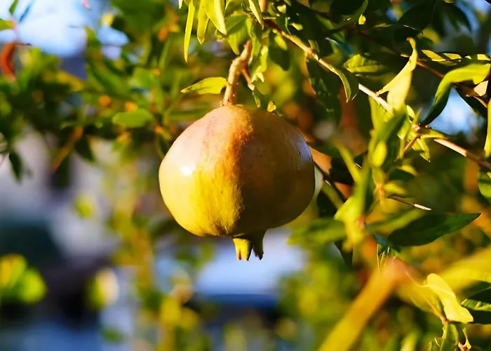 Luna D'Agerola