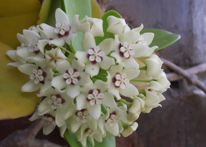 Hotel barato: Pousada Bom Clima - Melhor custo Benefício em Gravatá