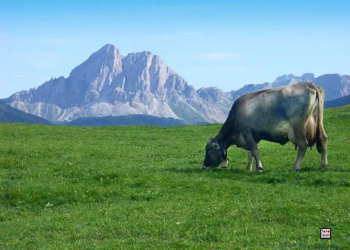 Hotel adatto agli animali: Vitroler Hof