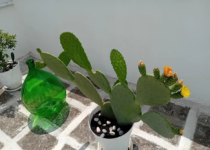 Hotel adatto agli animali: Aremu