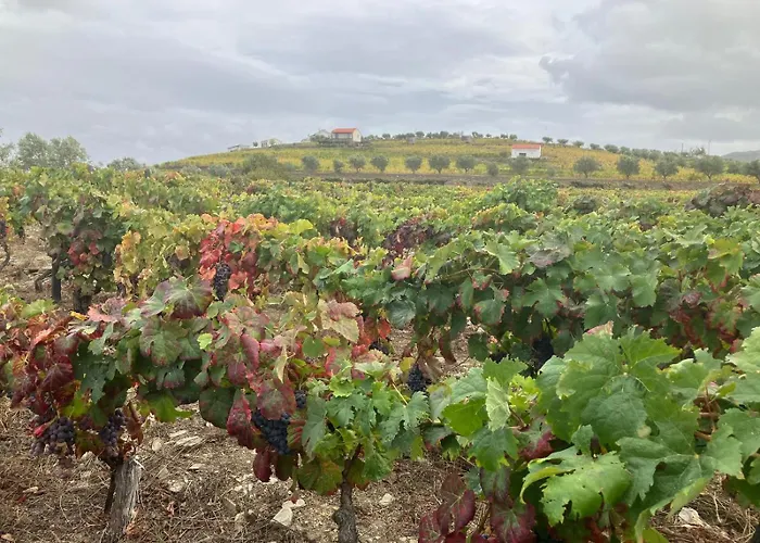 Hotel de luxo Apenas: Plácido Hotel Douro - Tabuaço