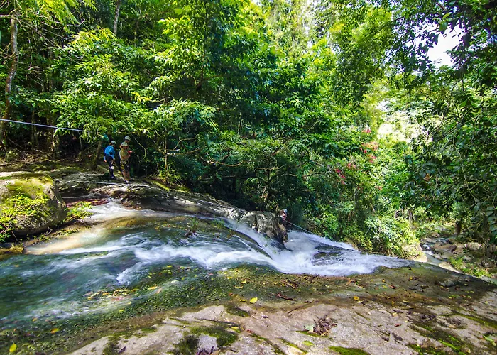 Bocawina Rainforest