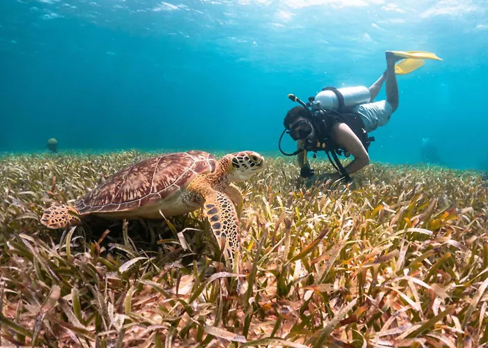 Luxury hotel only: Reef Haven Belize