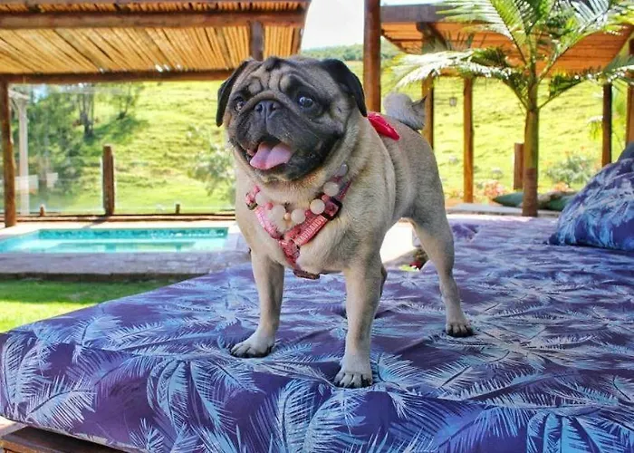 Villa Ayê Socorro SP - Pousada Petfriendly