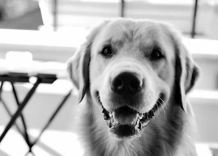 Hôtel bon marché: Hotel Les Terrasses