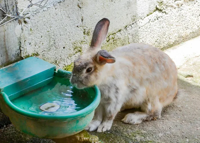 Hotel Fazenda Portal dos Sonhos