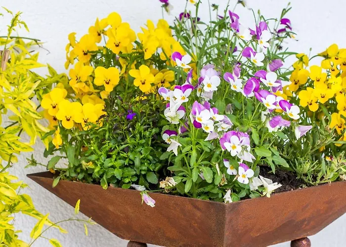 Ping Pong hotel: Pension Tannenhof