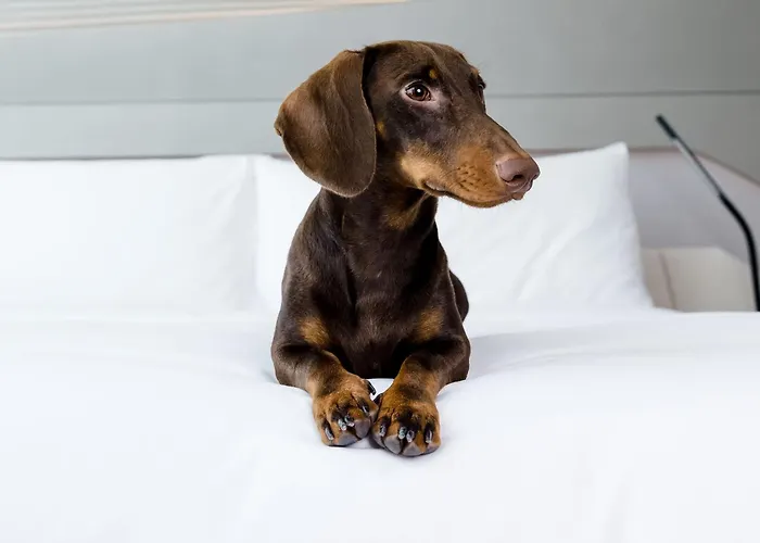 Hotel boutique Apenas: Hotel Barcelona Condal Mar Affiliated by Meliá